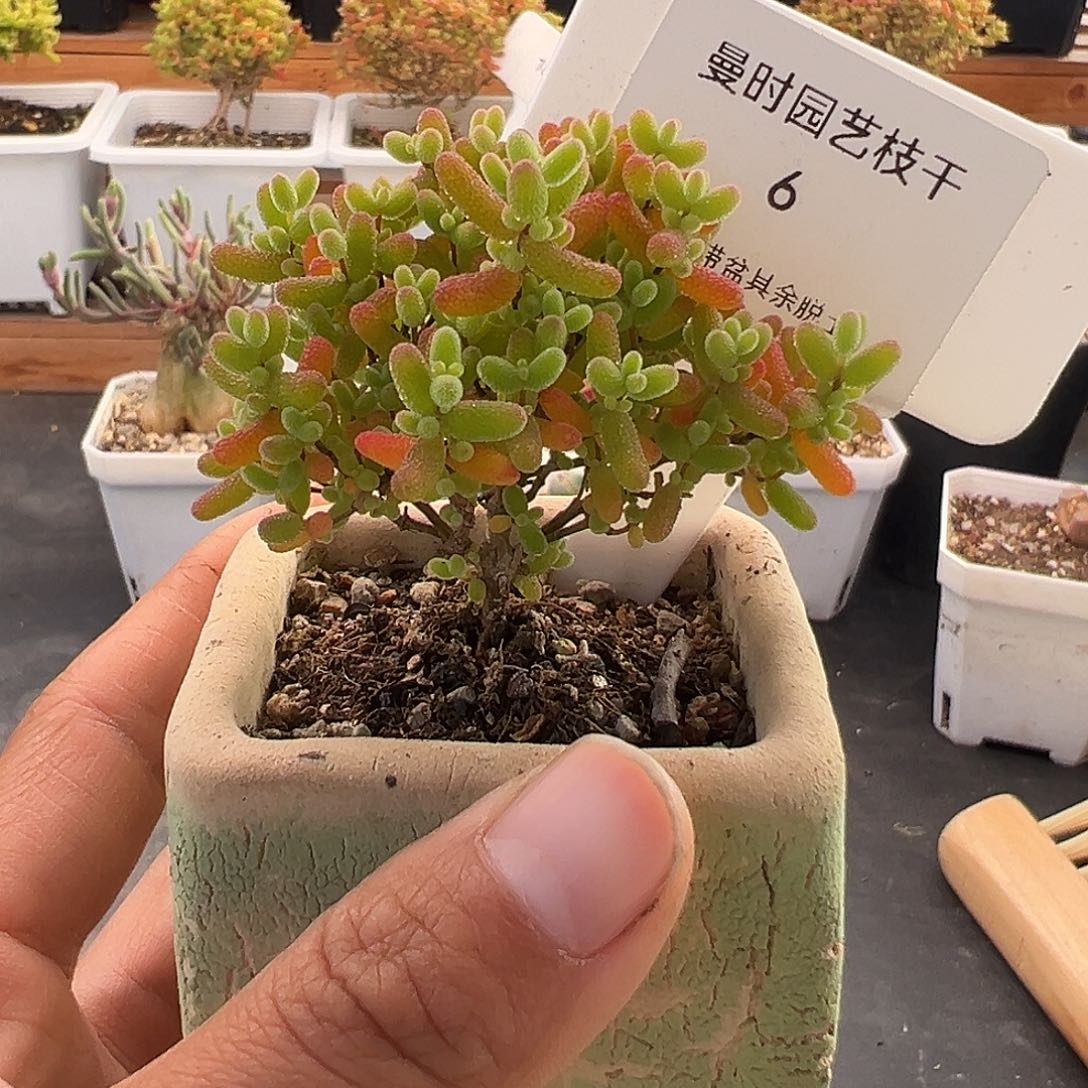 6号密橘糖球带盆12.8多肉