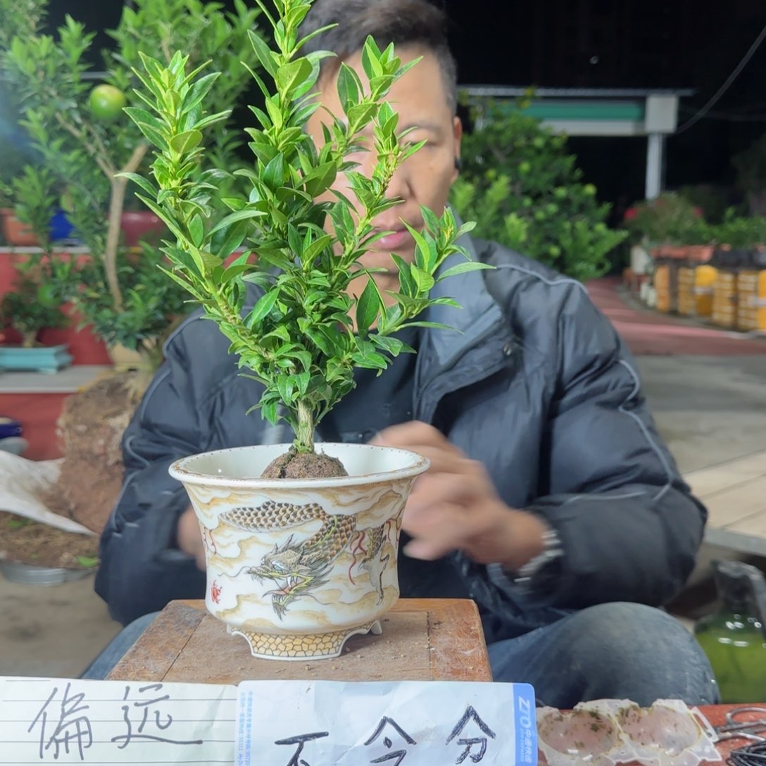 当前无花朵，栽培后可花朵静****单