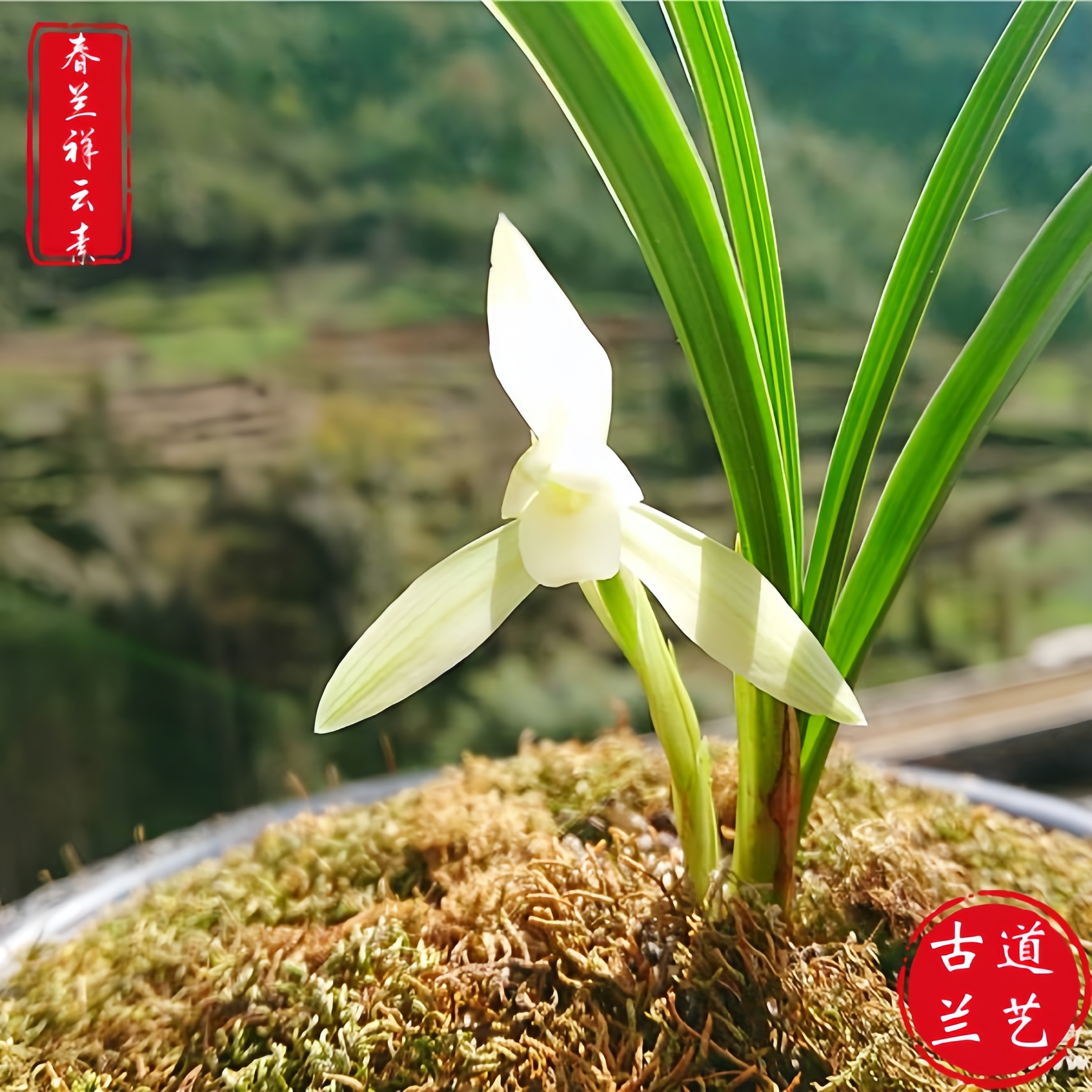 【春兰-祥云素】古道兰艺高山国兰 易养活无温室阳台养兰