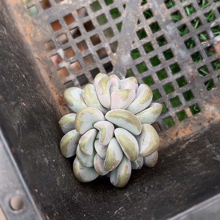 玉麒麟群生缀化？多肉