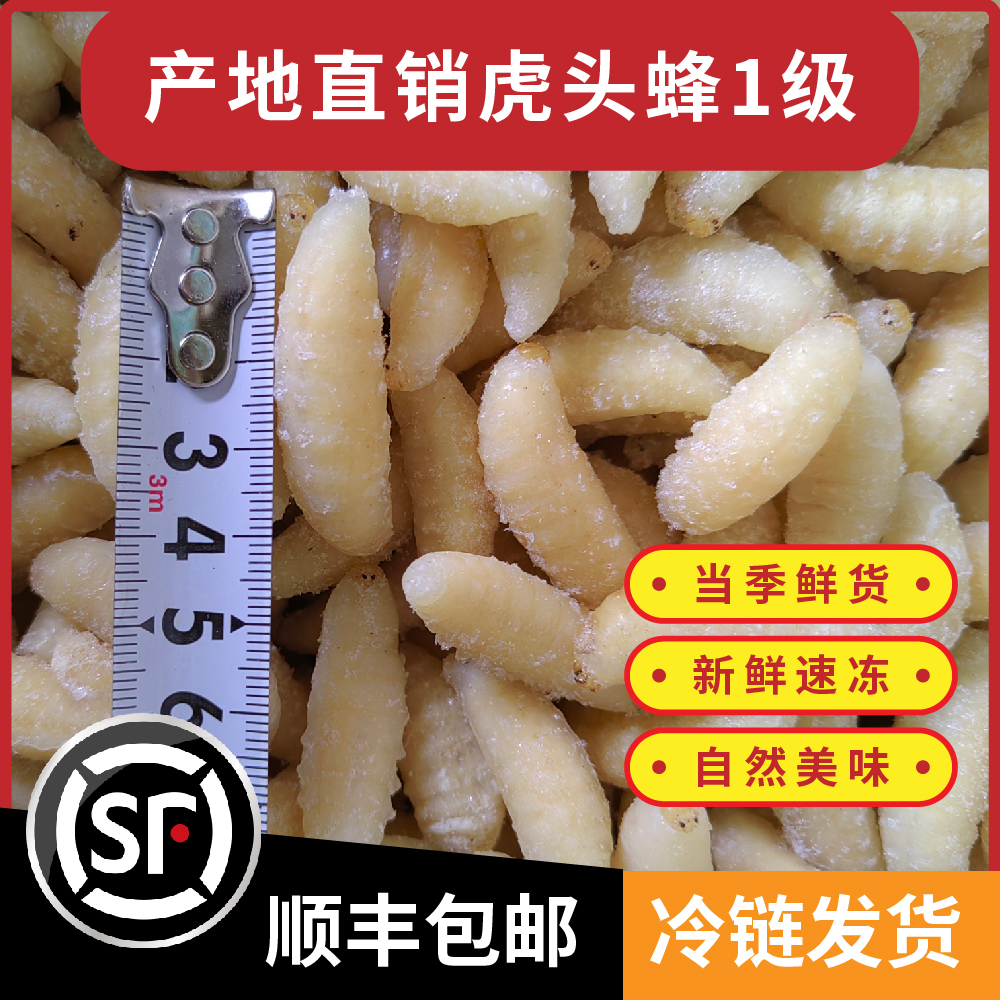 精品虎头蜂1级高蛋白