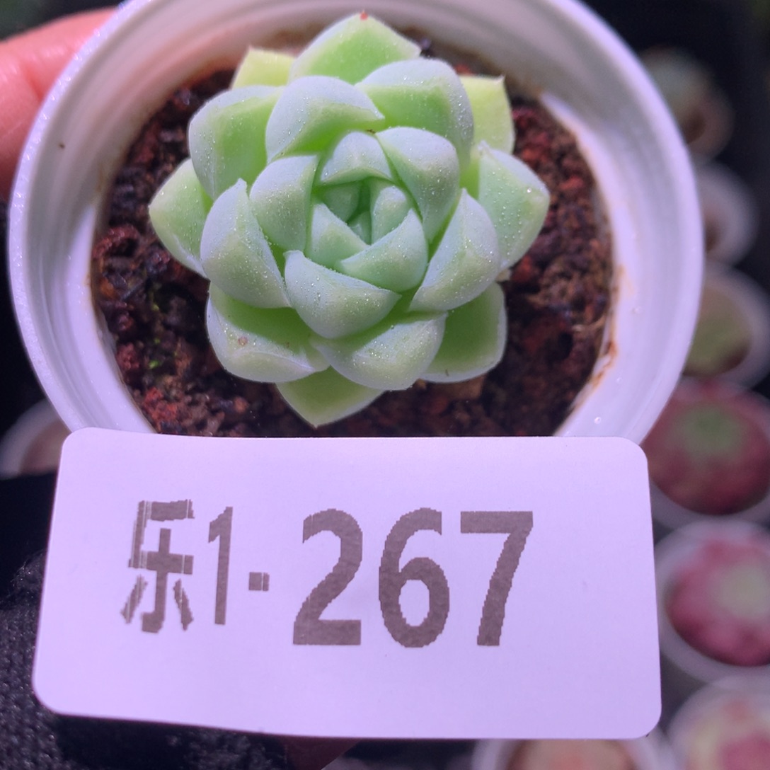 乐然 1-267 厚叶月影 