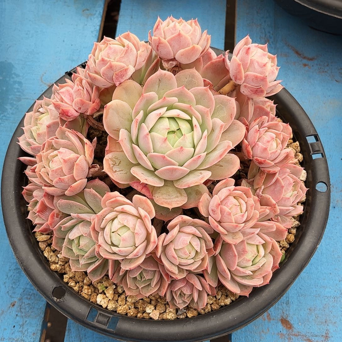 小****桃花坞杂交大群的