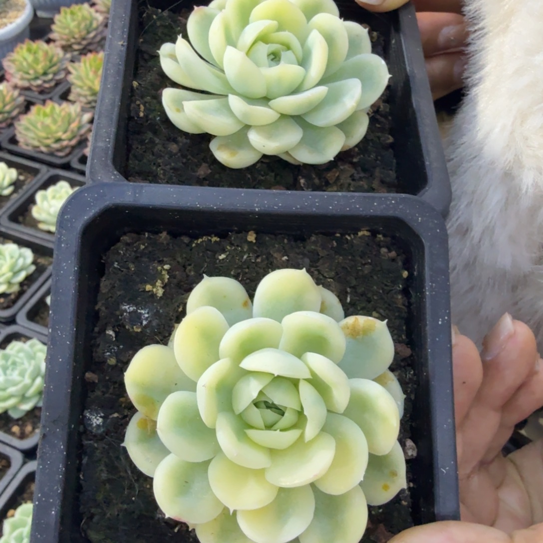 草莓冰锦，多肉锦多肉