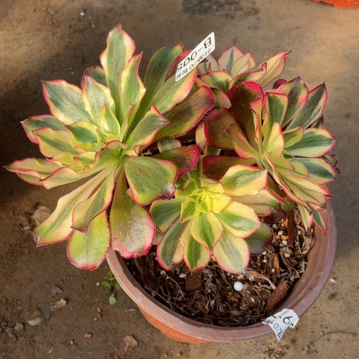 5魅影多肉有砍123456789