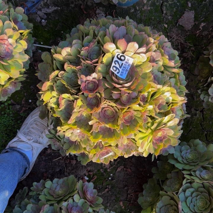 万圣节花2729包邮花花