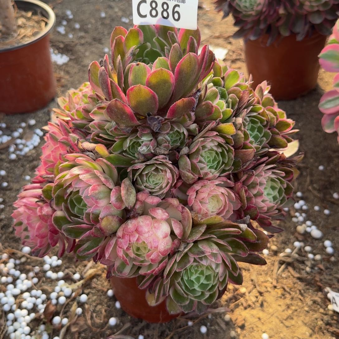 886瑶光。多肉植物