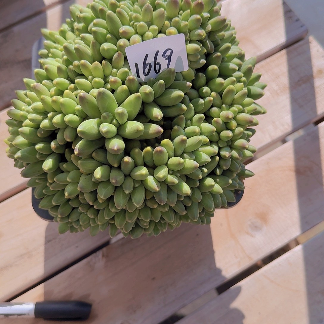 天***翼1669千代田多肉植物