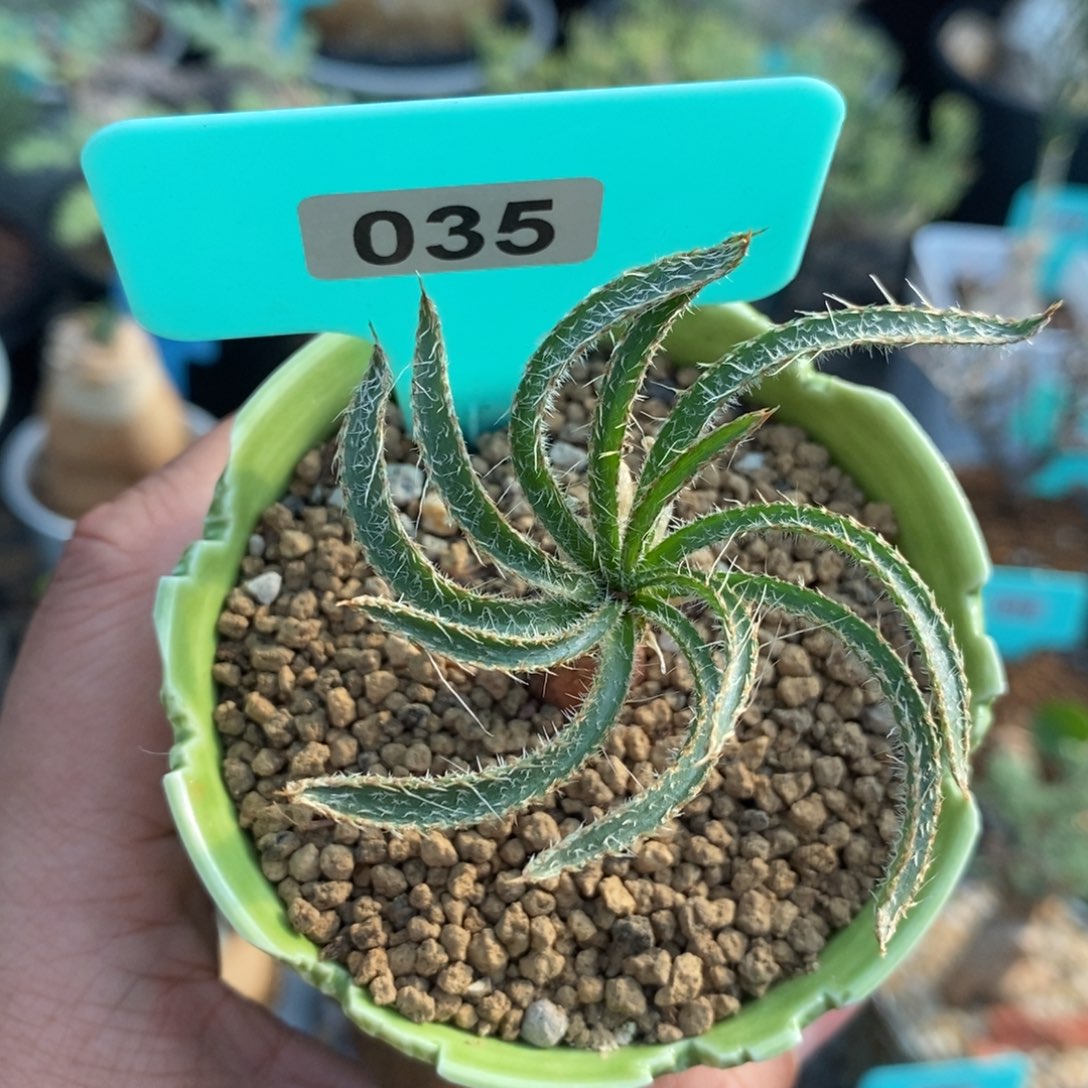 鱿鱼金刚钻产地多肉植物