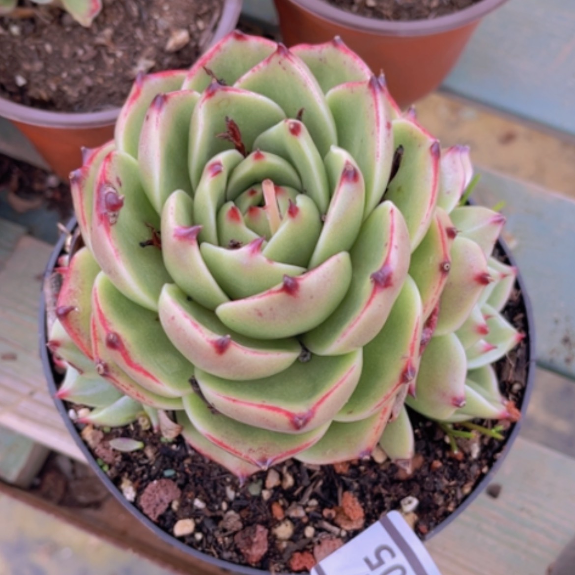 【闪购商品】蓝龙31105