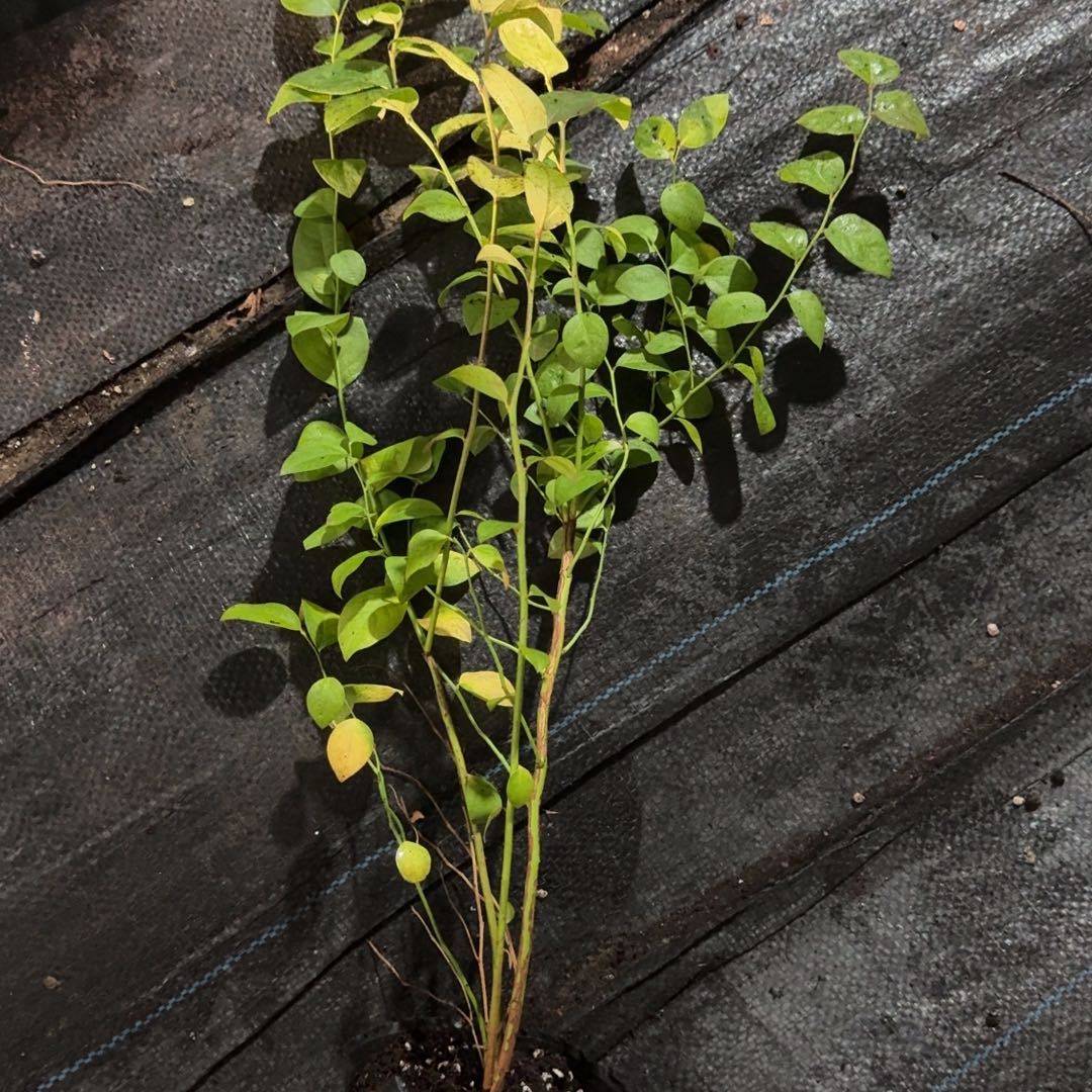 盲盒 蓝莓苗 品种不清楚 不售后