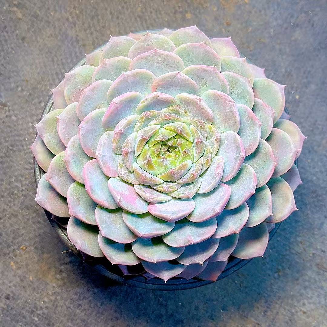 满15包邮（秘境珍妮）多肉植物 好看 防辐射 净化空气 冬天出糖心  