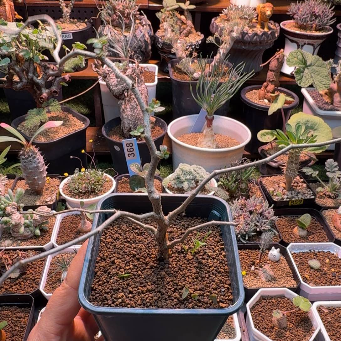 实生滔天橄榄190 仙人掌