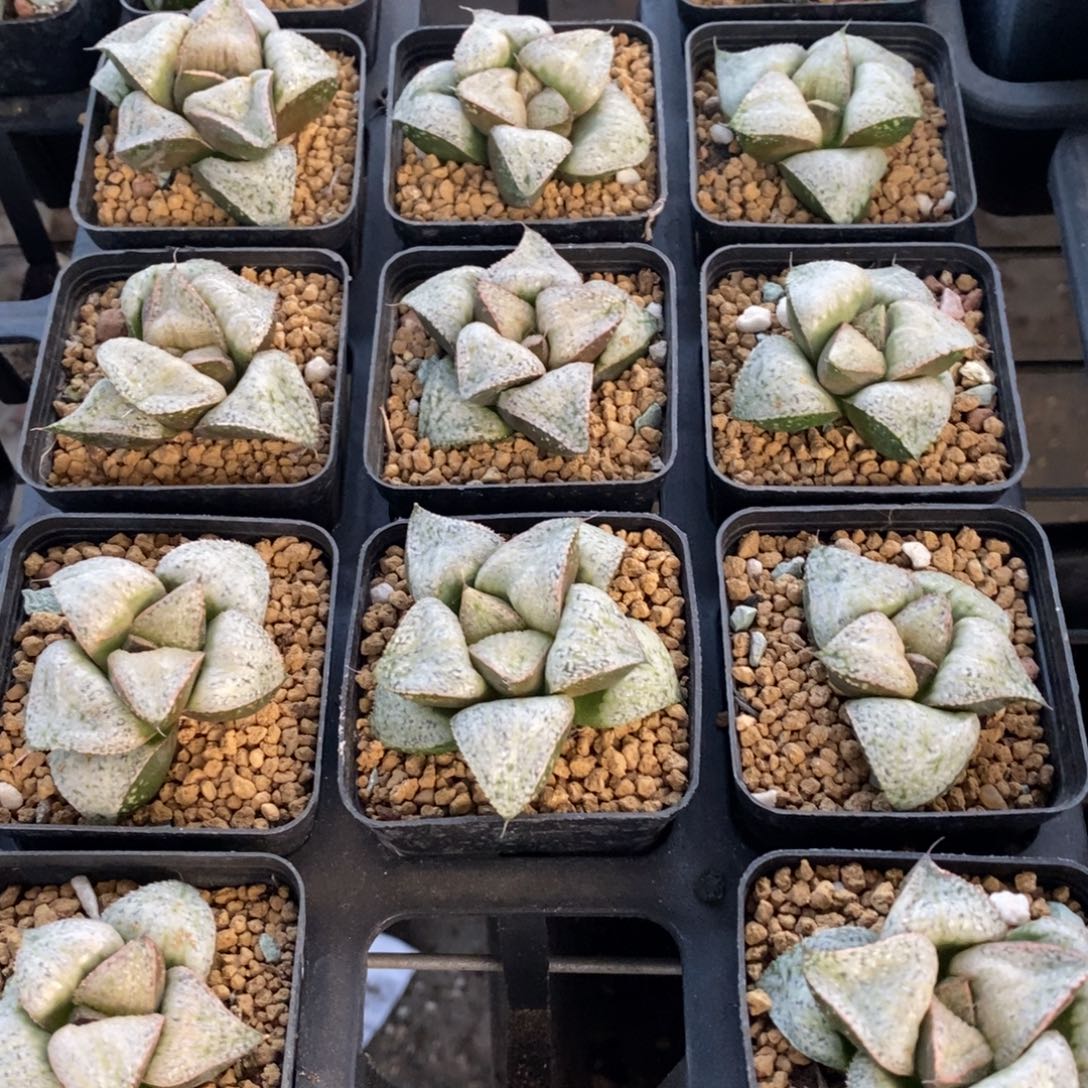 泰姬陵一颗 高货。 