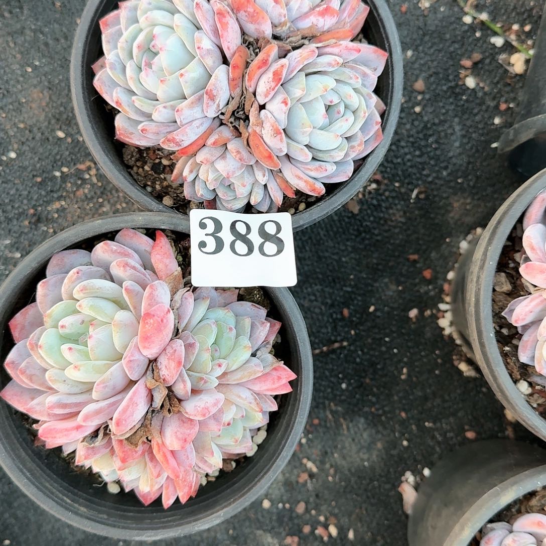 d****f316166161661166161661611