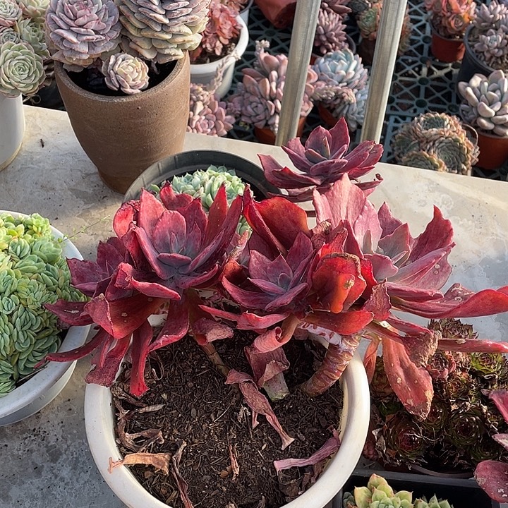 ᨳ***ᐝ钻石锦多肉植物群生