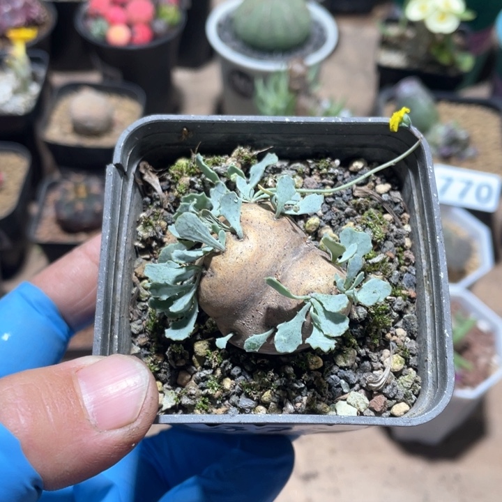 879产地格加厚墩菊