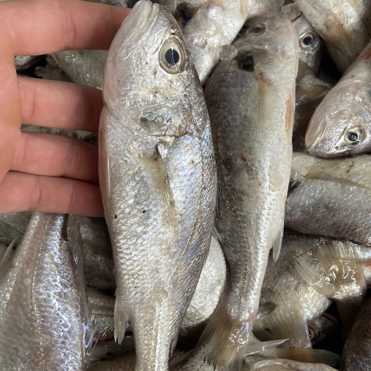 海捕野生划仔鱼  阳江海陵岛