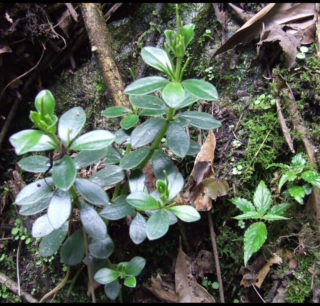 深山绿植石蝉草一物一拍
