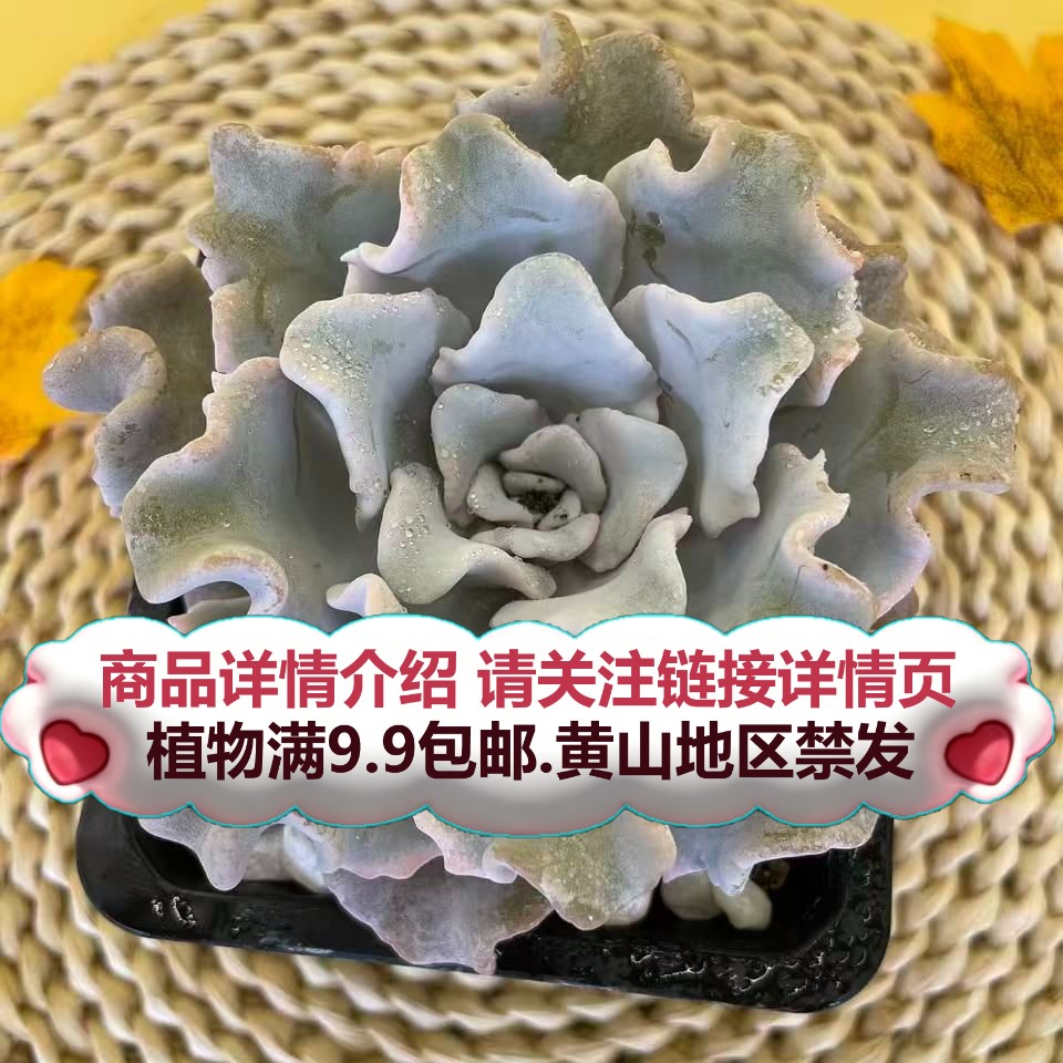 （白饺子皮-单头起发）多肉要满9.9邮 多肉植物绿植吸甲醛