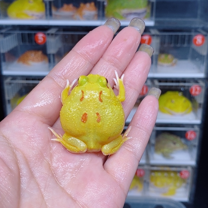 角蛙恭喜发财大吉大利
