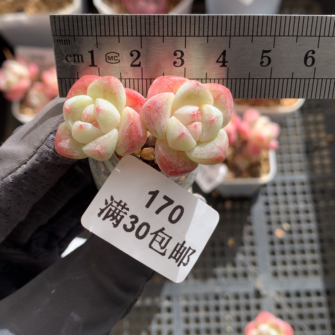 170。小腿糖心玻璃瓶冰玉。