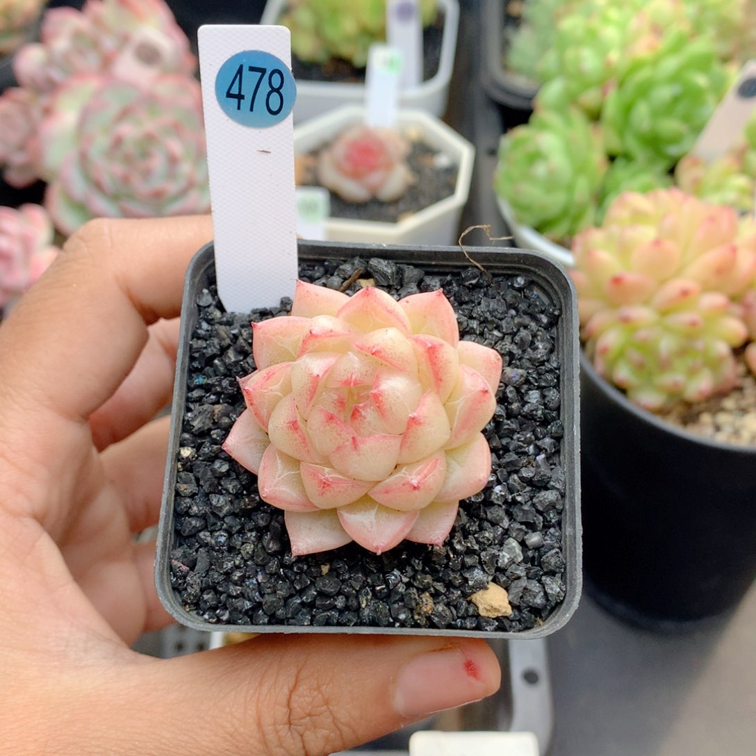 58包邮  群生不包整478