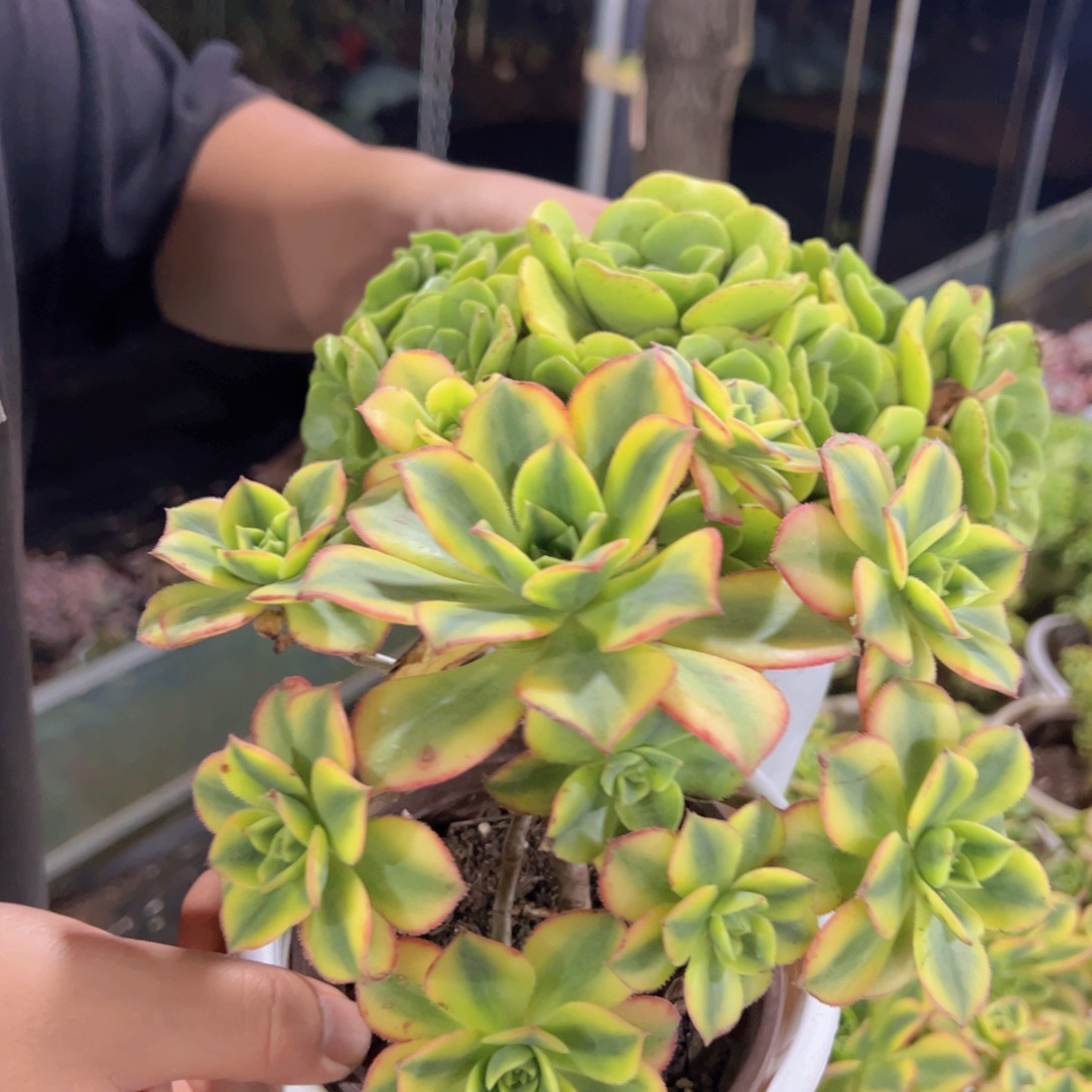 一盆艳日辉，一盆百合莉莉