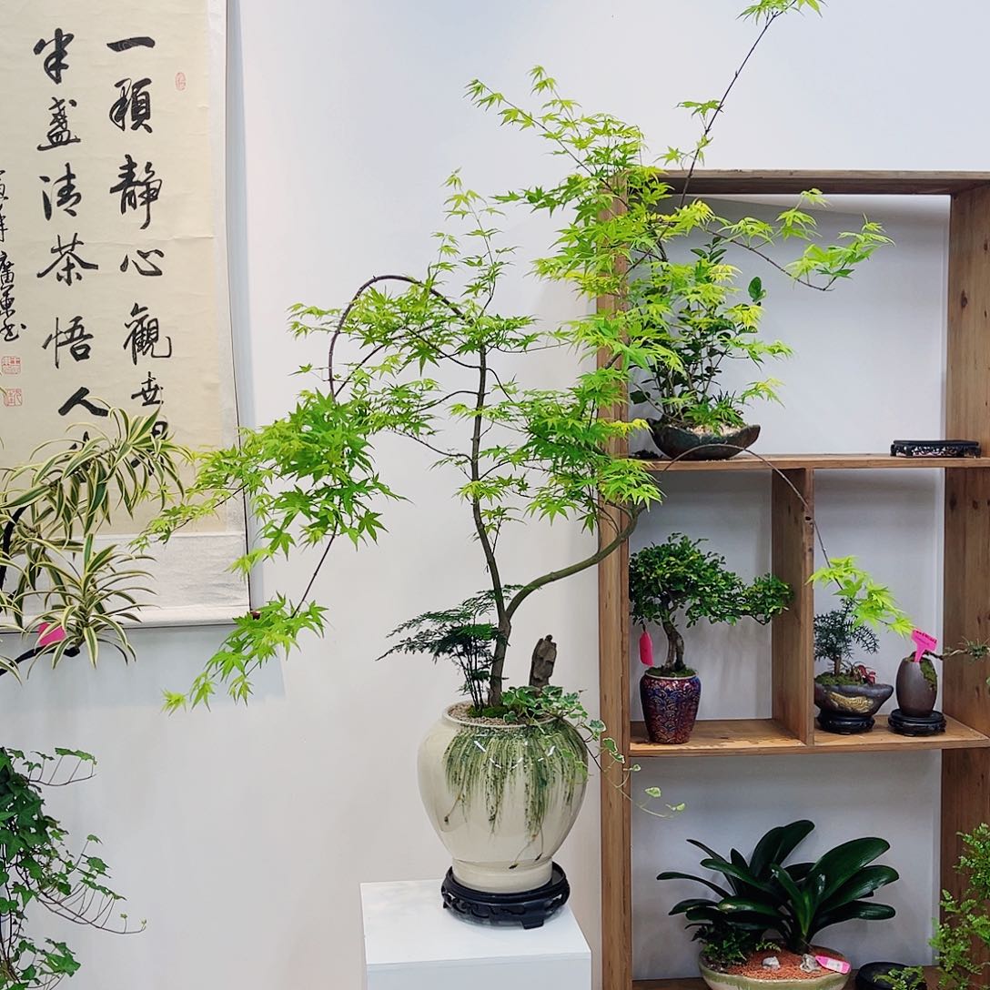 高端绿植一物一拍