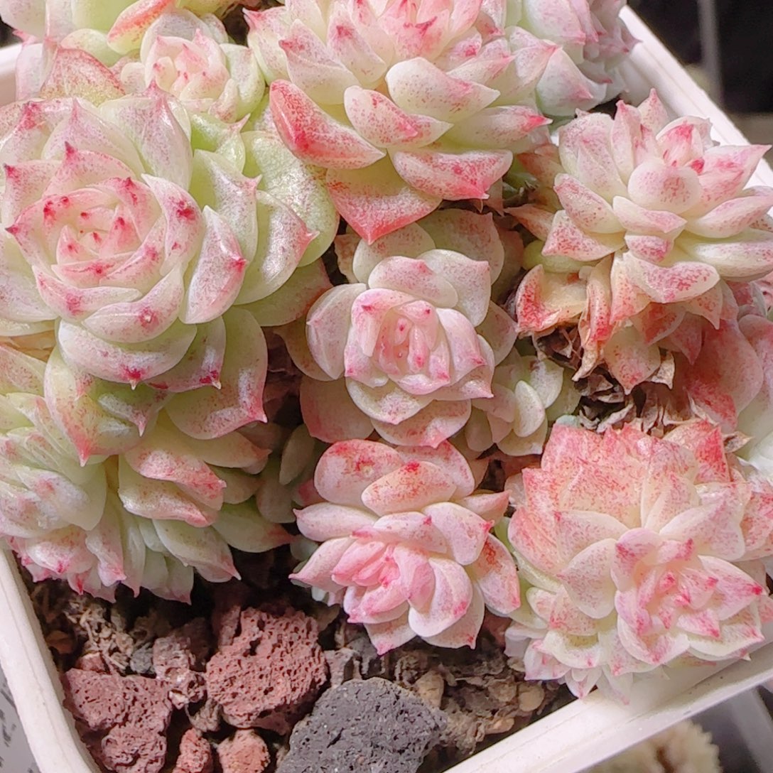 花语多肉1201-155散