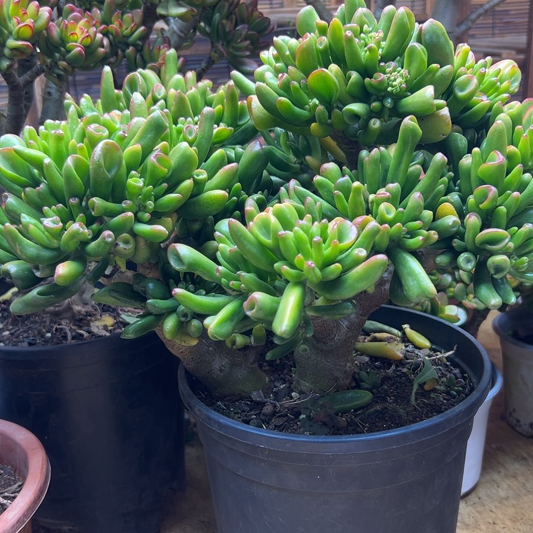 完全开放吸财树 一物一拍