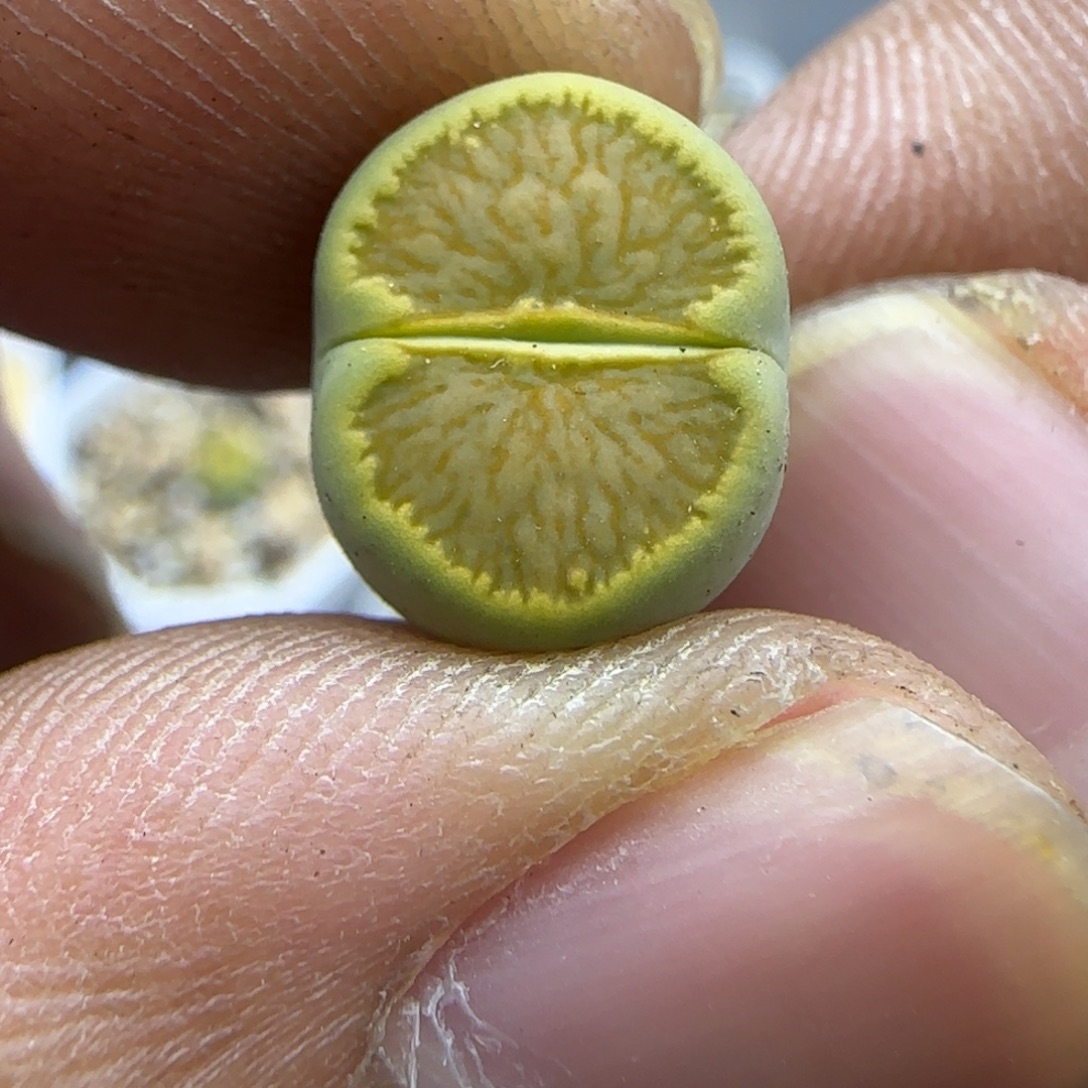 623 生石花大棚直播