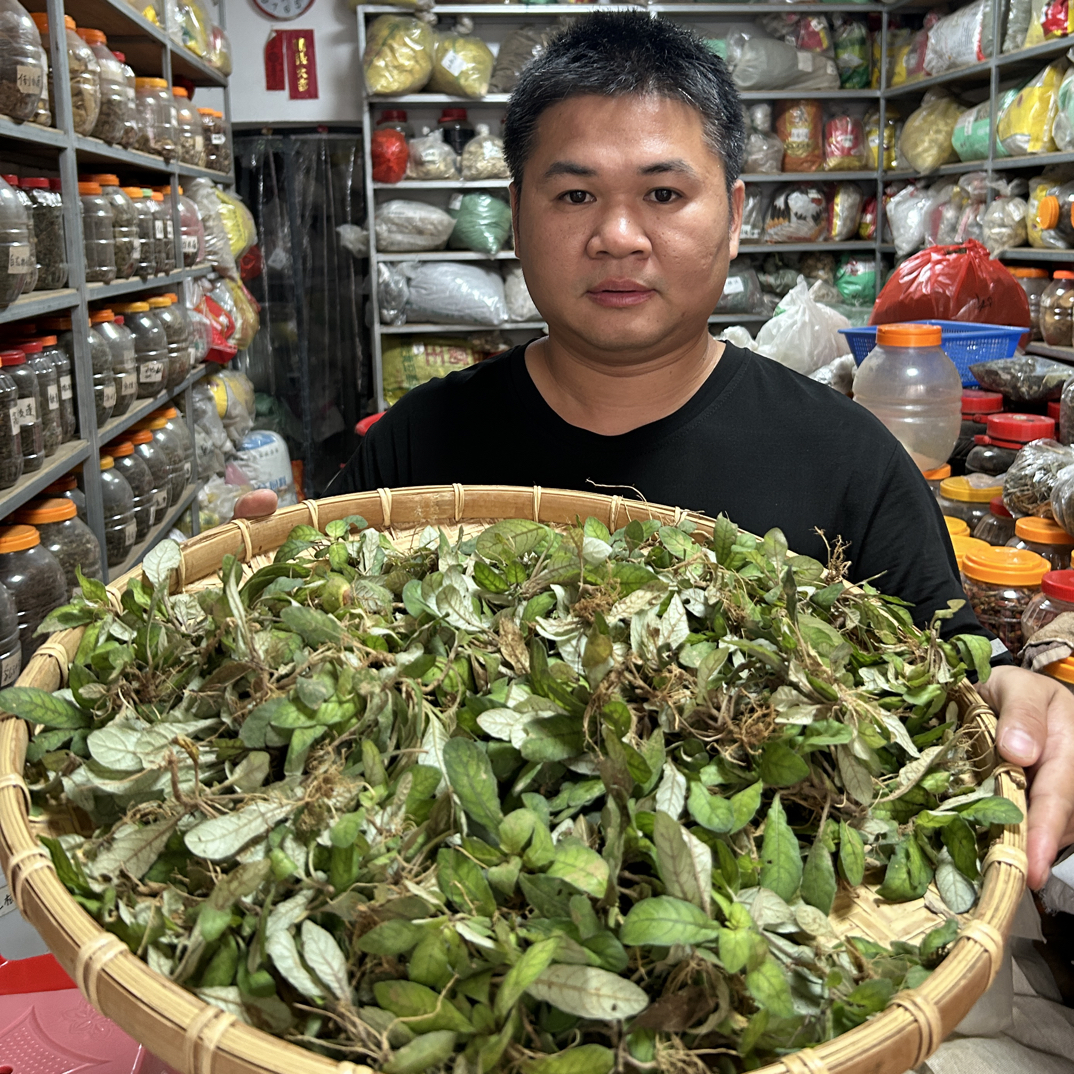 白背草 广东客家深山 叉柱花草 农家自采