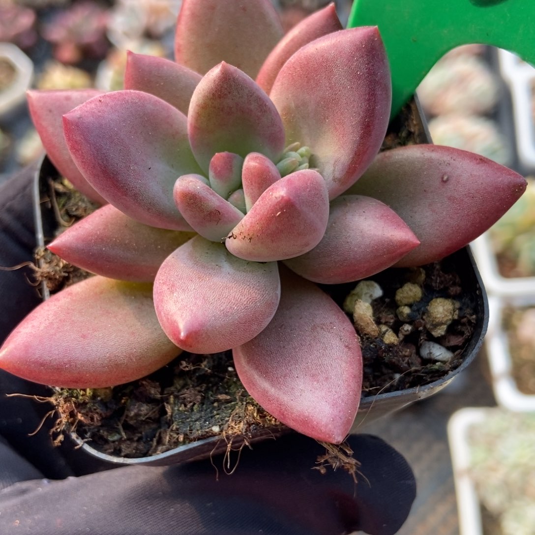 776赫菲多肉植物保护