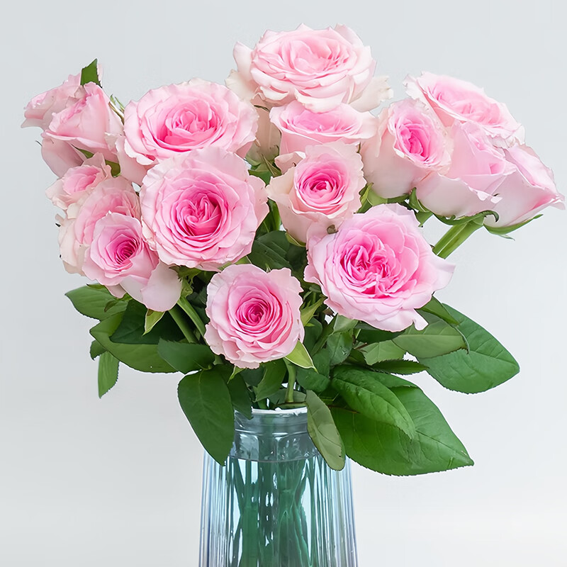 洛神玫瑰，云南基地直发