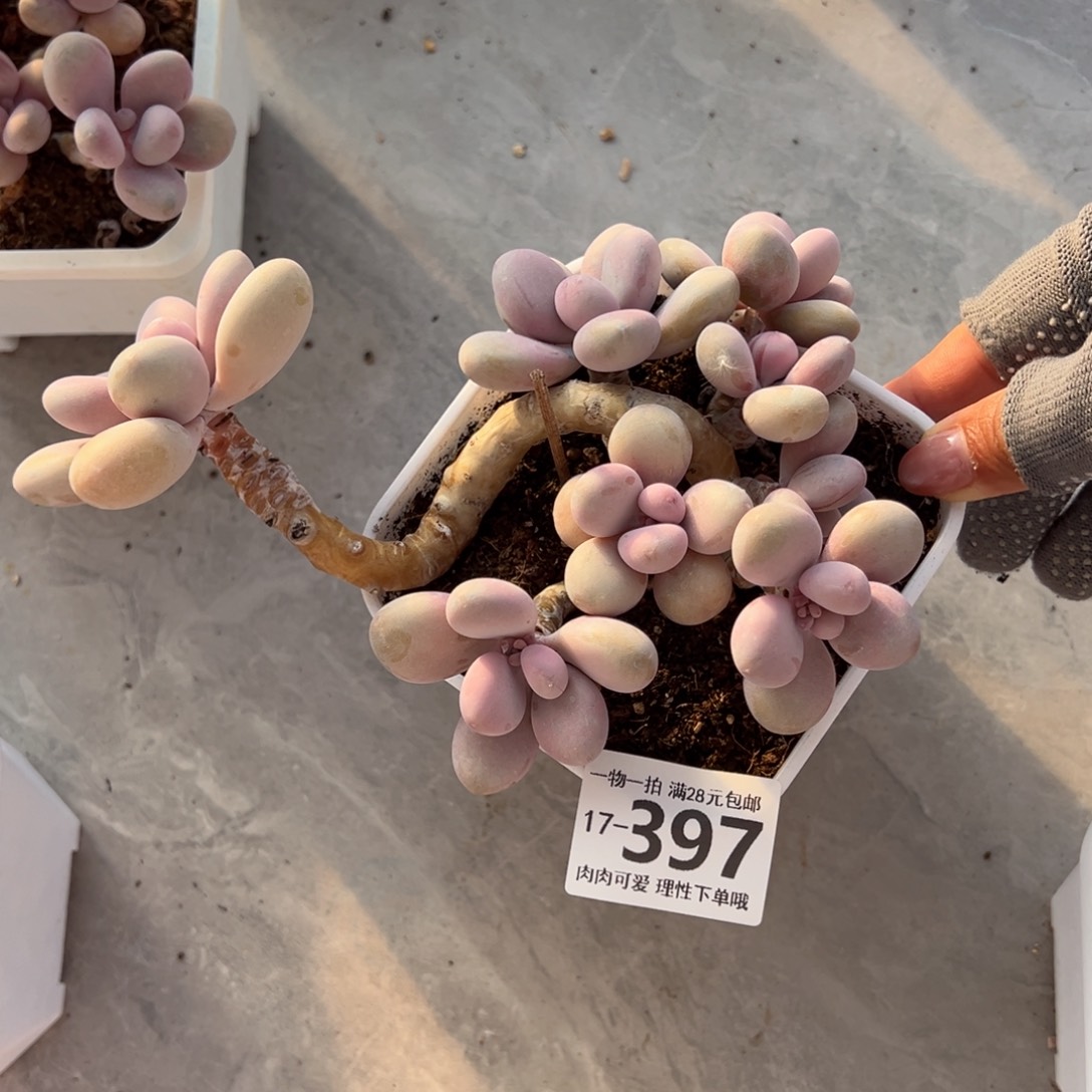 桃蛋多肉多肉多肉多肉多肉多肉