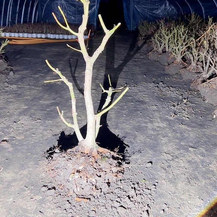 u***n无花朵枫树……枫树