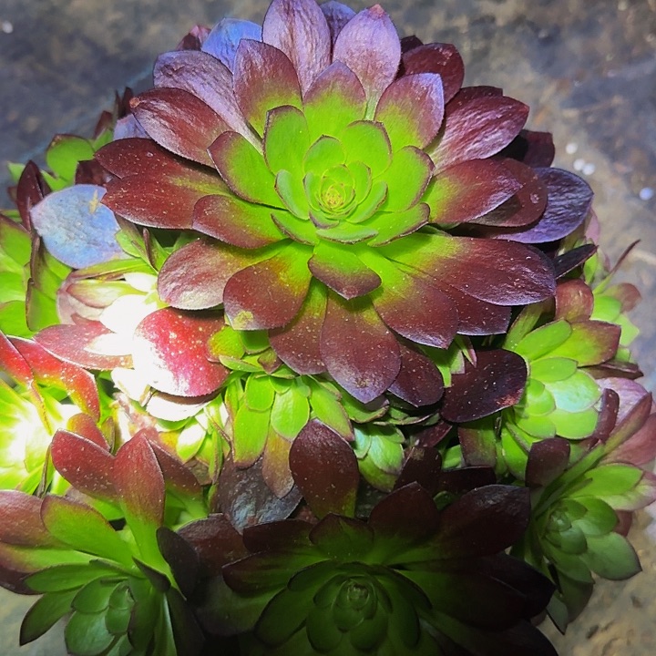 桃花石捧花亏本福利