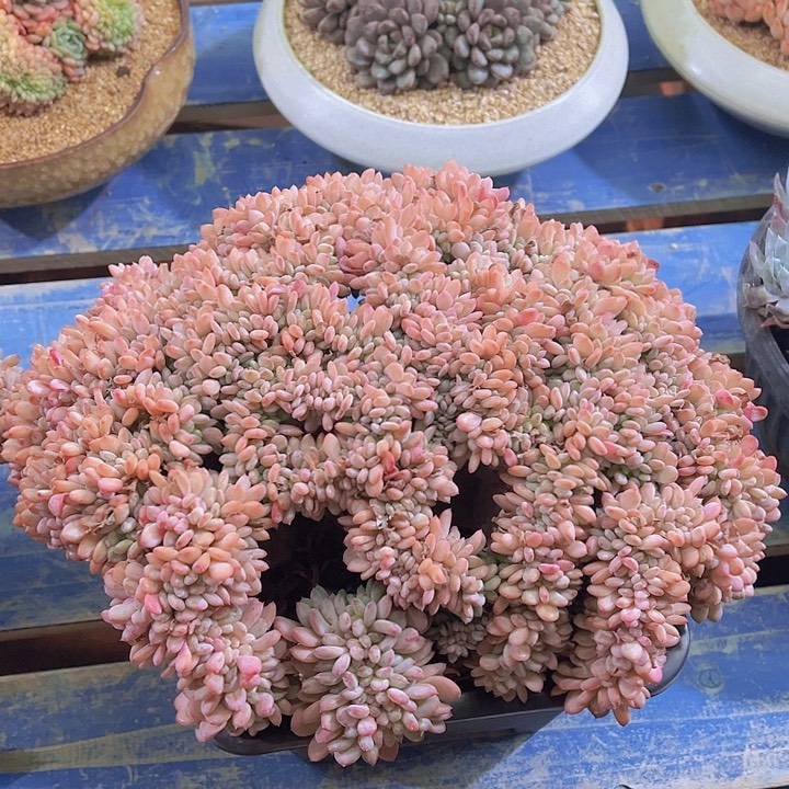 米*子欧妮克斯，多肉植物