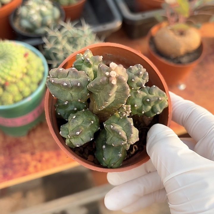 桃太狼仙人球123