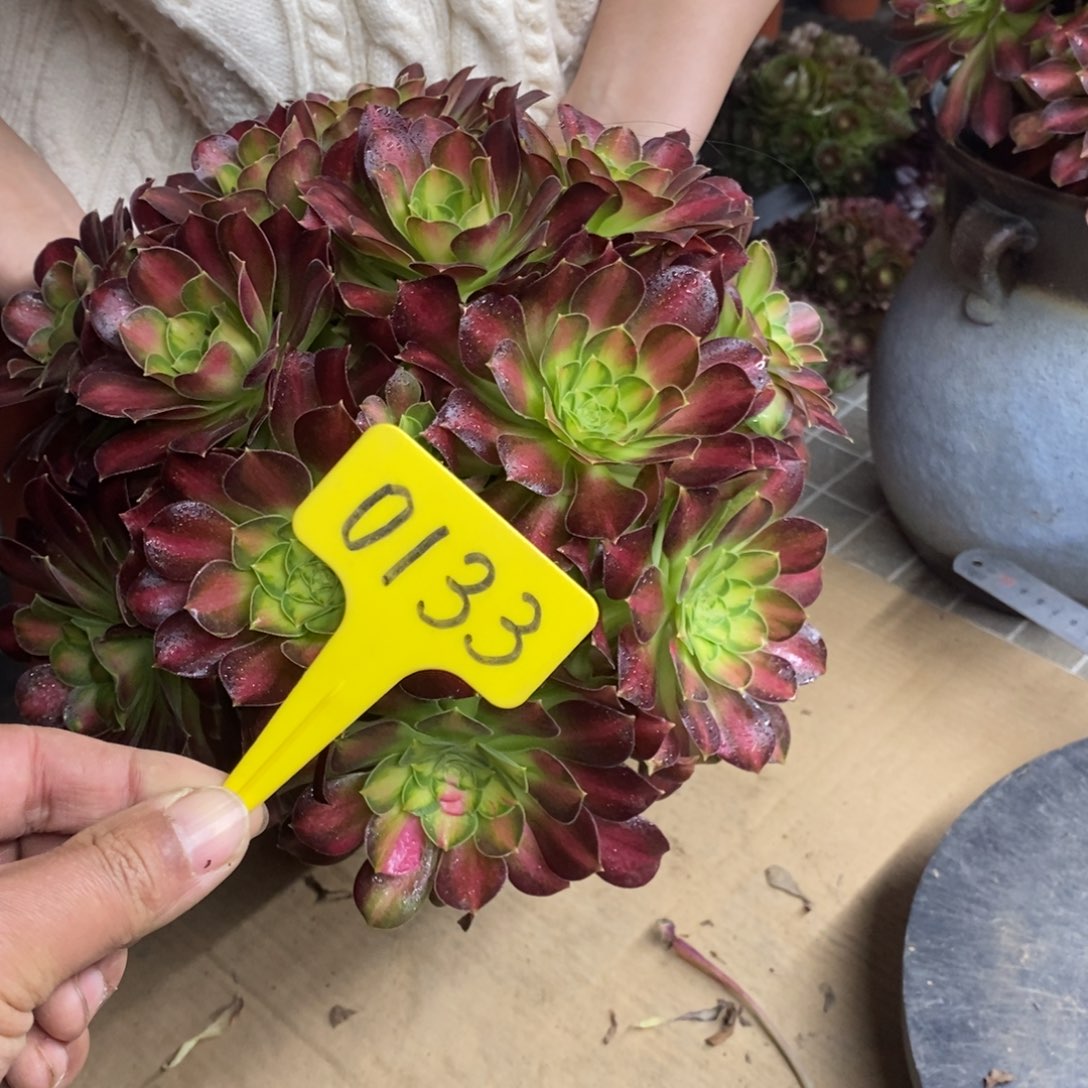 0133韶华老桩的故事