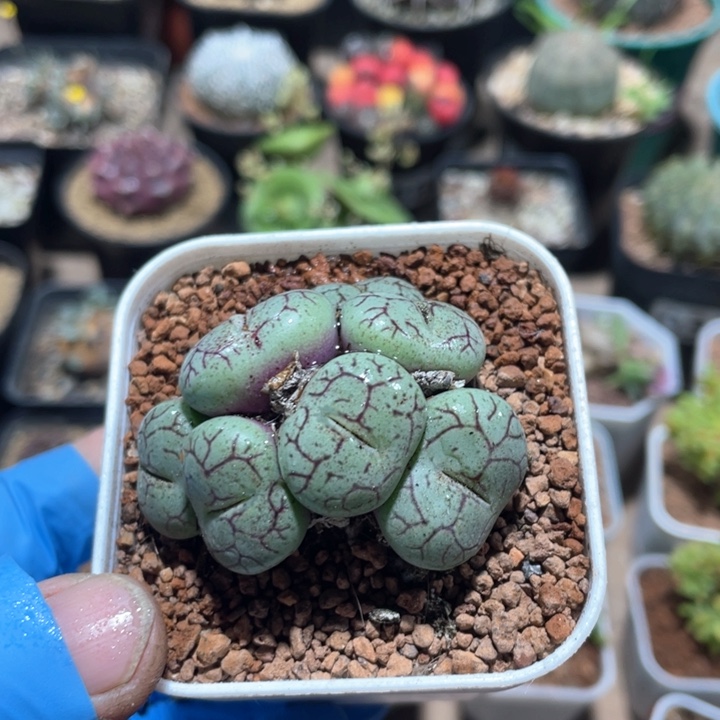 821青姬多头肉椎