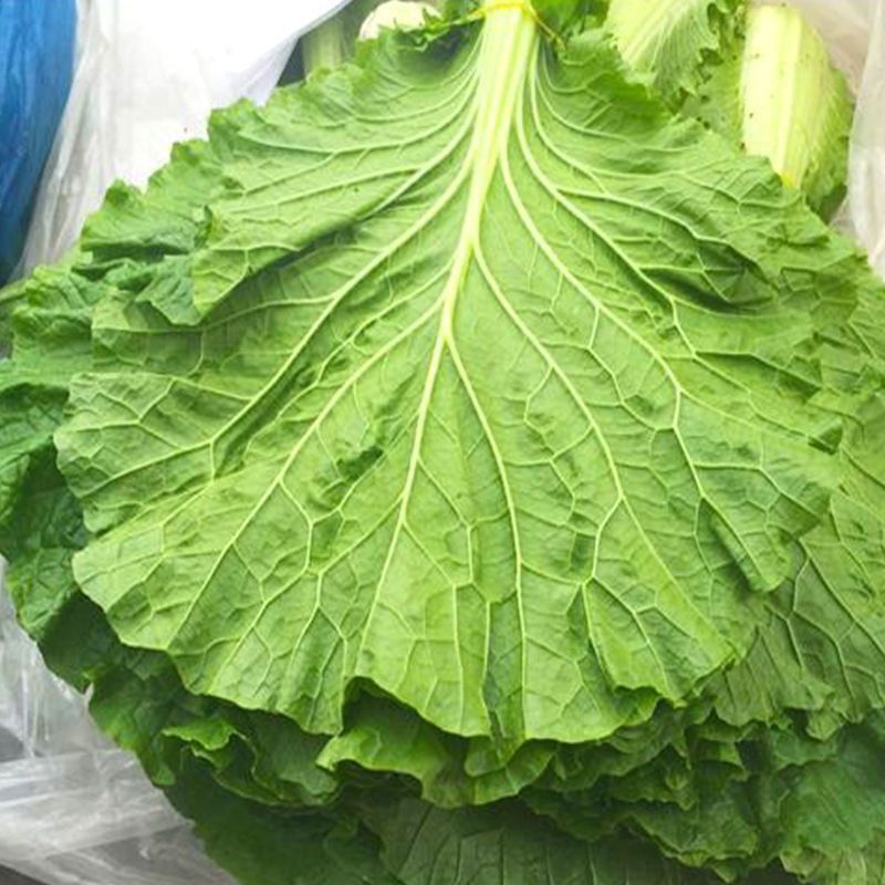 东北现摘新鲜白菜叶饭包叶顺丰包邮顺丰空运10片打包叶