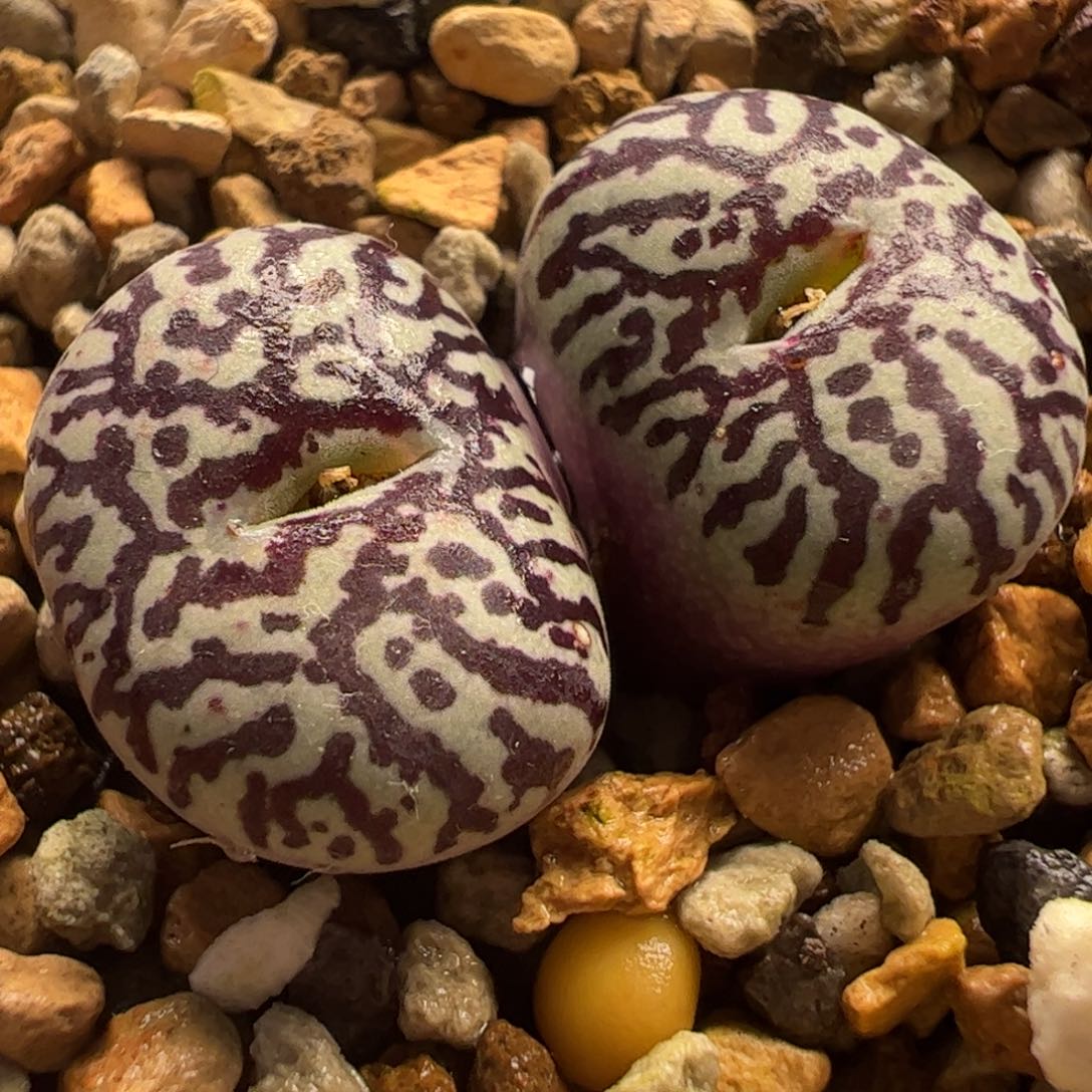 超级紫墨多肉植物百科