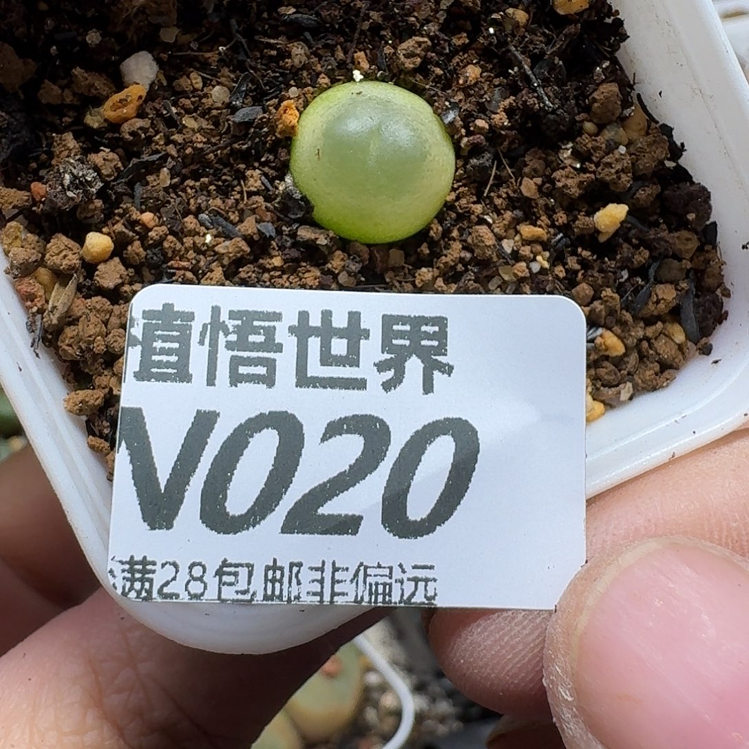 多肉植物的润泽gbnn