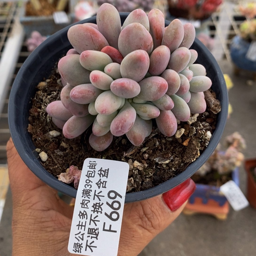 腰子桃蛋669/7c m