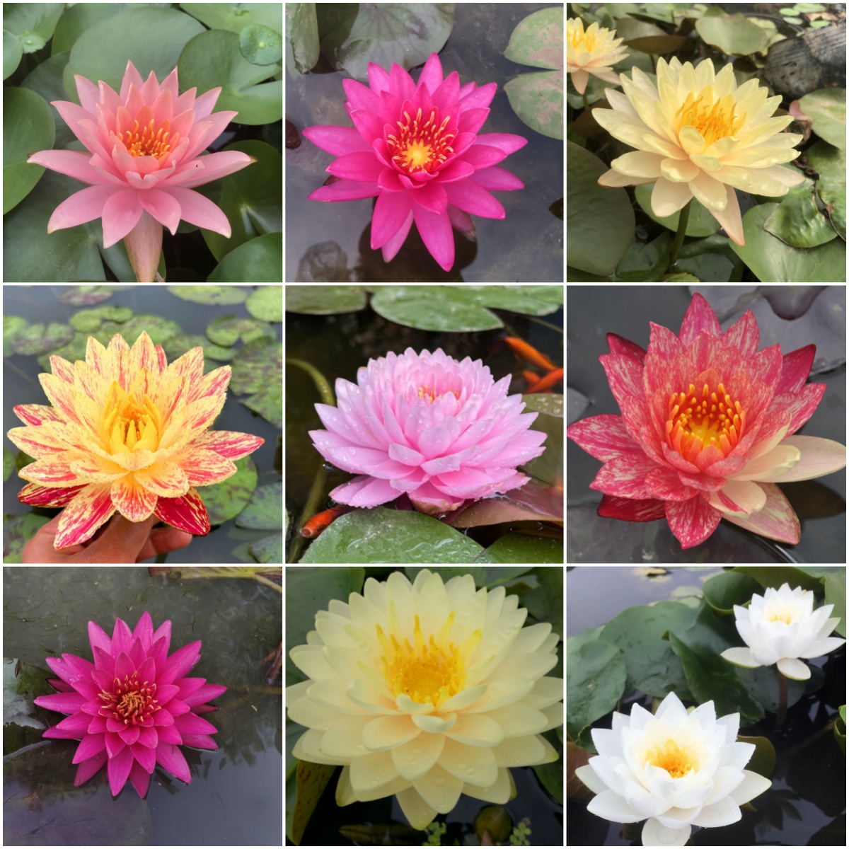 基地睡莲根块池塘睡莲花水培植物盆栽水养花卉荷花睡莲根茎