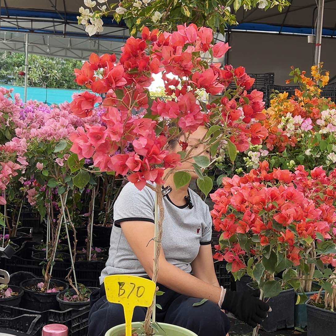 向***葵大部分花苞少量开放B70不甜