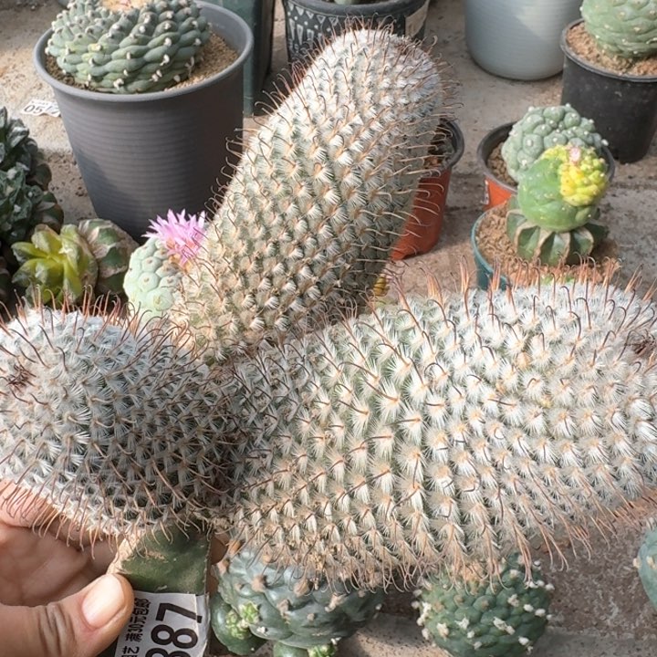 3887曲刺佩雷群仙人球