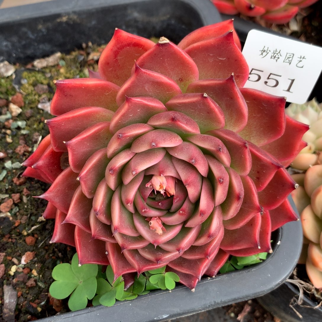 551新年快乐发发发